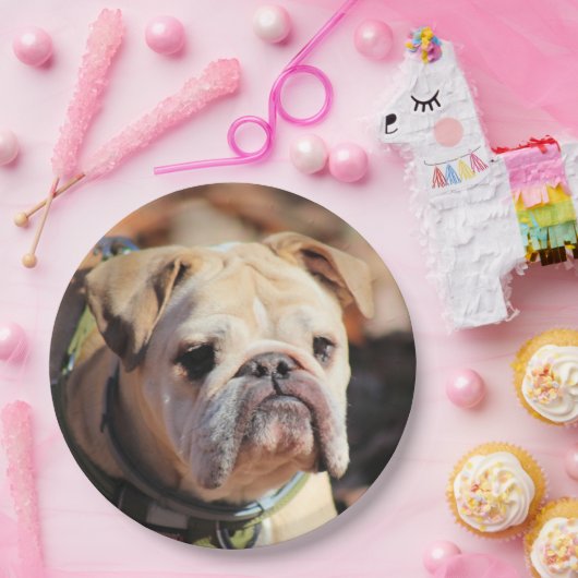 Bulldog Pappteller (Party)