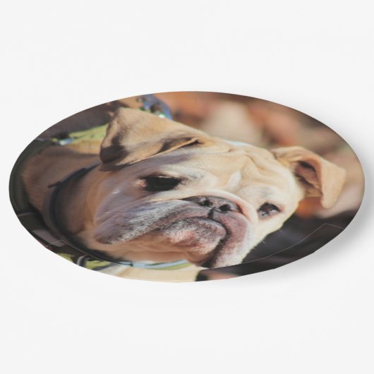 Bulldog Pappteller (Schrägansicht)