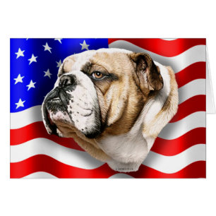 Bulldog Patriot US-Flagge