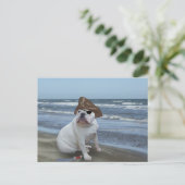 Bulldog-Pirate am Strand Postkarte (Stehend Vorderseite)