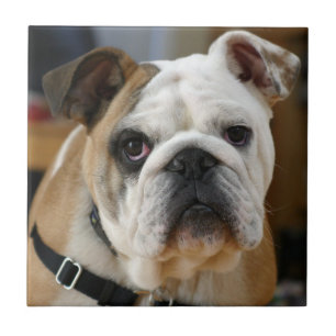 Bulldog.png Fliese