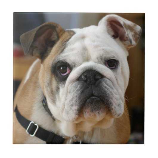 Bulldog.png Fliese (Vorderseite)