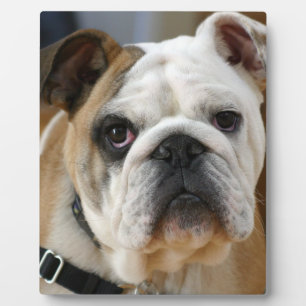 Bulldog.png Fotoplatte