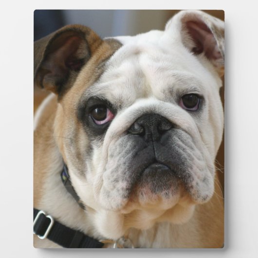 Bulldog.png Fotoplatte (Vorderseite)