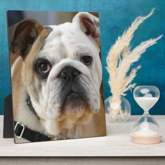 Bulldog.png Fotoplatte (Seite)