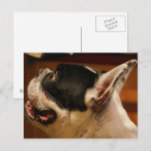 Bulldog.png Postkarte (Vorne/Hinten)