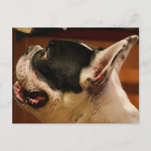 Bulldog.png Postkarte (Vorderseite)