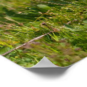 Bulldog Poster (Ecke)