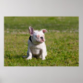 Bulldog Poster (Vorne)