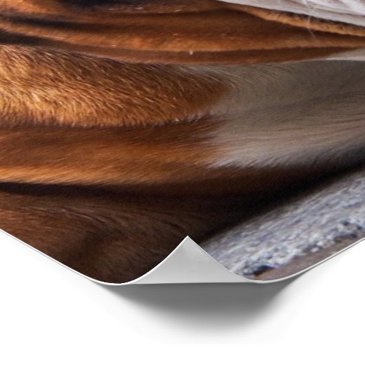 Bulldog Poster (Ecke)