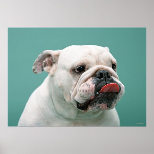 Bulldog Poster (Vorne)