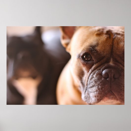 Bulldog Poster (Vorne)
