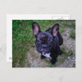 Bulldog Postkarte (Vorne/Hinten)