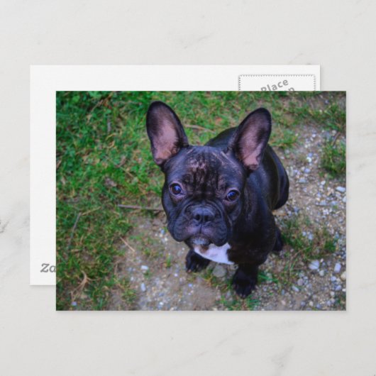 Bulldog Postkarte (Vorne/Hinten)
