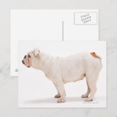 Bulldog Postkarte (Vorne/Hinten)
