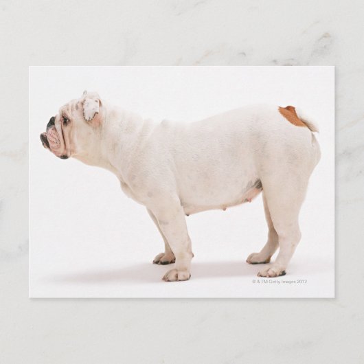 Bulldog Postkarte (Vorderseite)