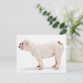Bulldog Postkarte (Stehend Vorderseite)