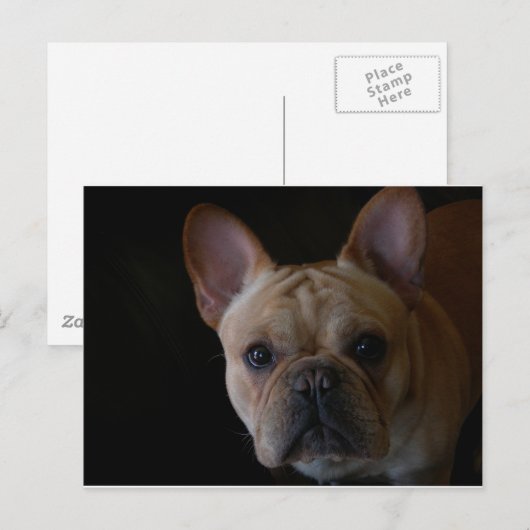 Bulldog Postkarte (Vorne/Hinten)