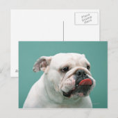 Bulldog Postkarte (Vorne/Hinten)