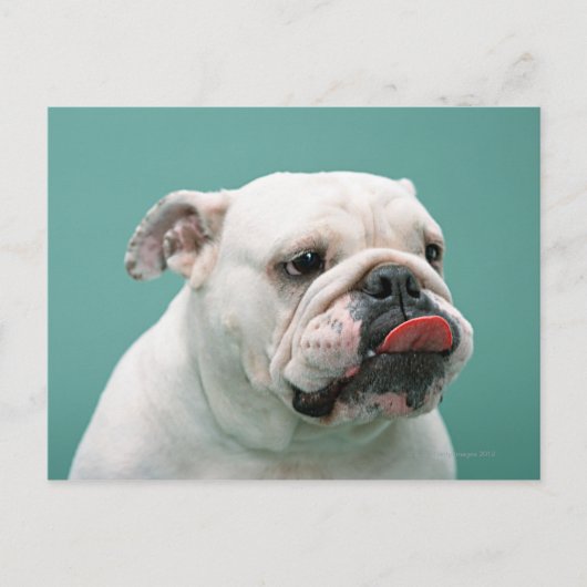 Bulldog Postkarte (Vorderseite)