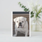 Bulldog Postkarte (Stehend Vorderseite)