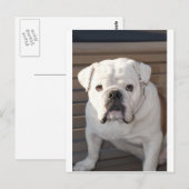 Bulldog Postkarte (Vorne/Hinten)