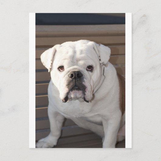 Bulldog Postkarte (Vorderseite)