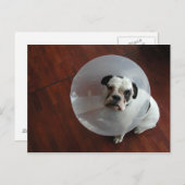 Bulldog Postkarte (Vorne/Hinten)