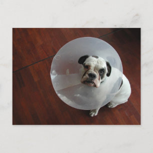 Bulldog Postkarte