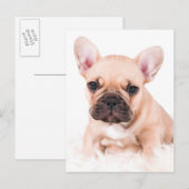 Bulldog Postkarte (Vorne/Hinten)