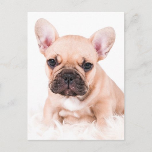 Bulldog Postkarte (Vorderseite)