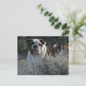 Bulldog Postkarte (Stehend Vorderseite)
