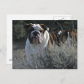 Bulldog Postkarte (Vorne/Hinten)