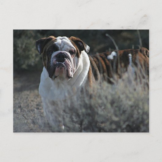 Bulldog Postkarte (Vorderseite)