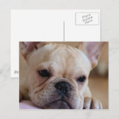 Bulldog Postkarte (Vorne/Hinten)
