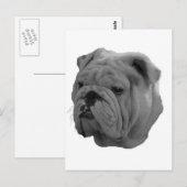Bulldog Postkarte (Vorne/Hinten)