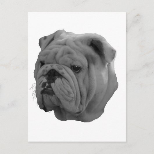 Bulldog Postkarte (Vorderseite)