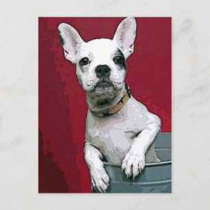 Bulldog Postkarte