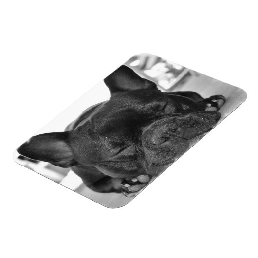 Bulldog Premium Magnet (Linke Seite)