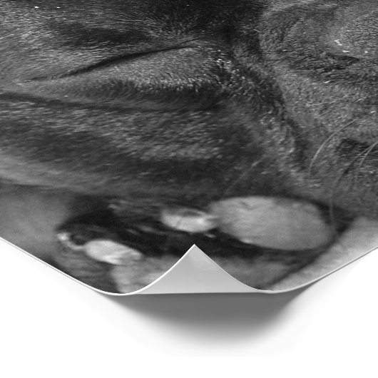 Bulldog Print Poster (Ecke)