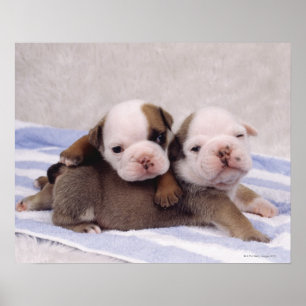 Bulldog Puppies Poster