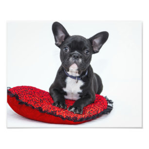 Bulldog Puppy Fotodruck