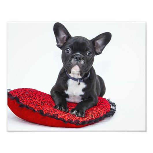 Bulldog Puppy Fotodruck (Vorne)