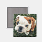 Bulldog Puppy Magnet (Vorderseite/Rückseite)
