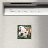 Bulldog Puppy Magnet (In Situ (Geschirrspüler))