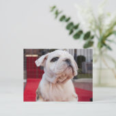 Bulldog Puppy Postkarte (Stehend Vorderseite)
