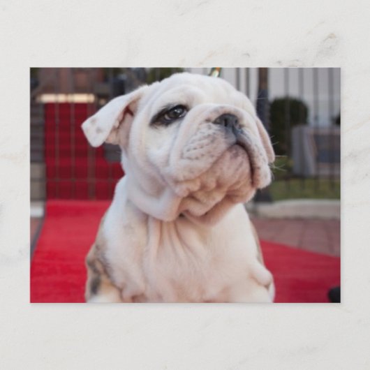 Bulldog Puppy Postkarte (Vorderseite)