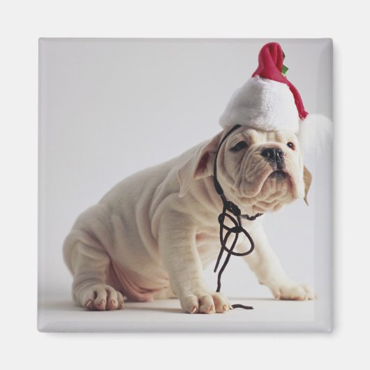 Bulldog Puppy Wear Weihnachtsmannmütze Magnet (Vorne)