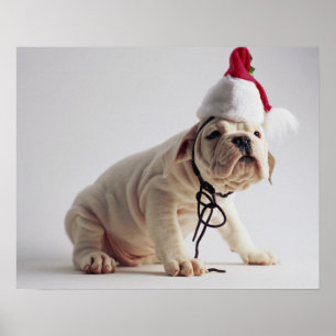 Bulldog Puppy Wear Weihnachtsmannmütze Poster