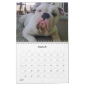 BullDog Pups Kalender (Mär 2027)